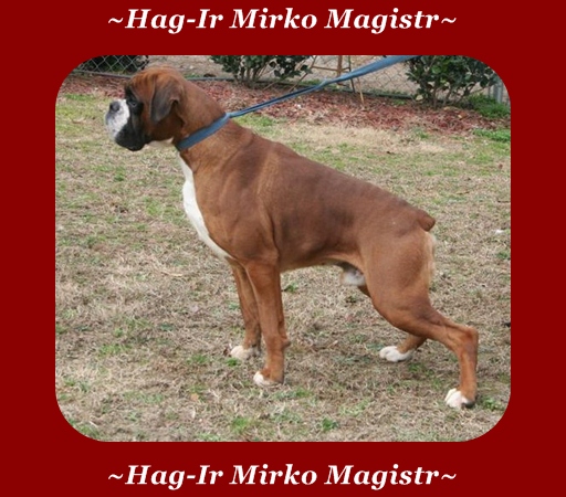 Hag-Ir Mirko Magistr