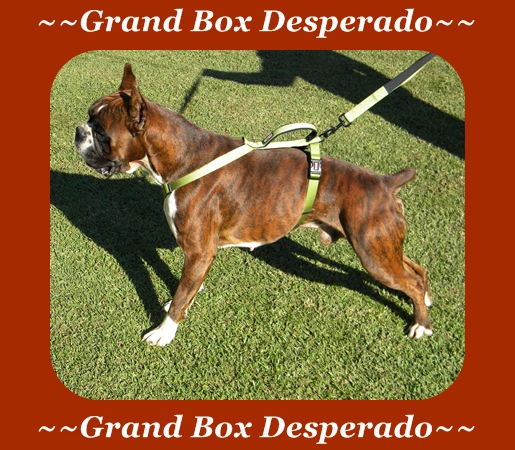 Grand Box Desperado