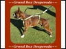 Grand Box Desperado