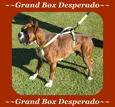 Grand Box Desperado