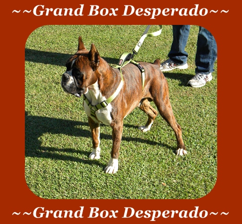 Grand Box Desperado